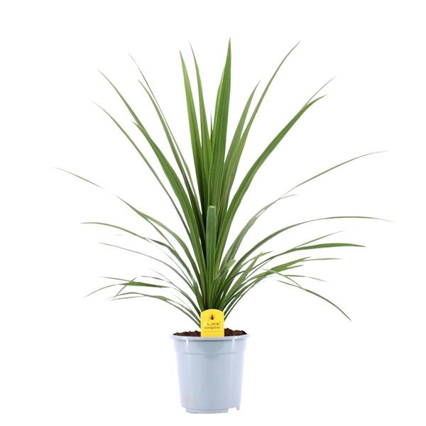 <h4>Cordyline indivisa 'Peko'</h4>