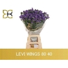 Lim S Levis Wings
