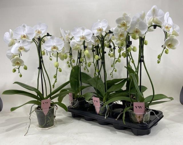 <h4>PHAL OV WIT</h4>