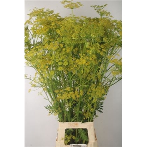 Angelica Gigas Yellow