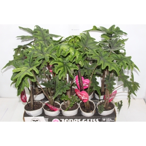 ALOCASIA JACKLYN P12
