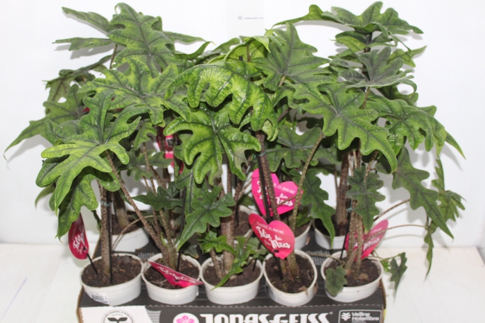 <h4>ALOCASIA JACKLYN P12</h4>