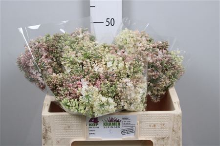 <h4>Syr Hy Maidens Blush 2 Kop</h4>