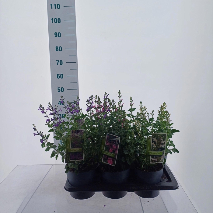 <h4>Salvia microphylla</h4>