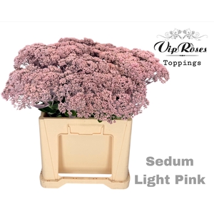 SEDUM LIGHT PINK