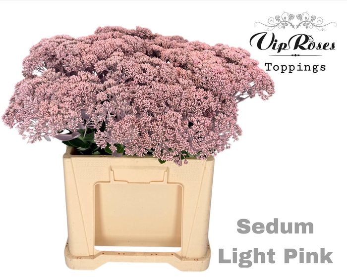 <h4>SEDUM LIGHT PINK</h4>
