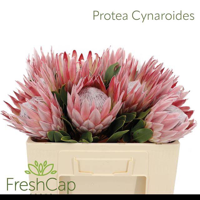 <h4>PROTEA CYNAROIDES</h4>