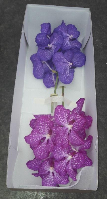 <h4>Vanda Duo Box X16</h4>