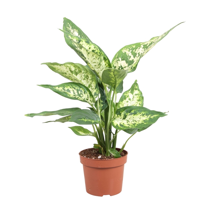 <h4>Dieffenbachia  'Compacta'</h4>