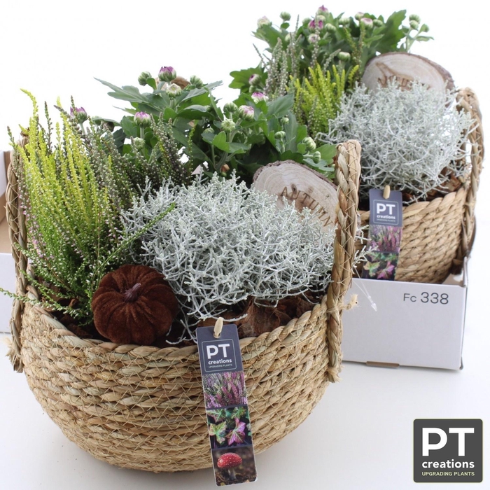<h4>ARR TUINPLANTEN</h4>