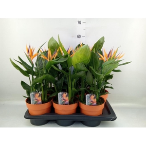Arr.  Strelitzia L%