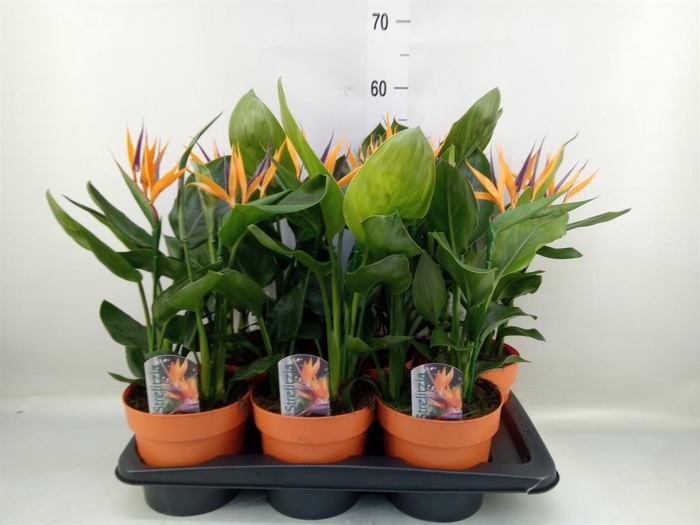 <h4>Arr.  Strelitzia L%</h4>