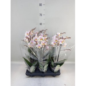 Phalaenopsis multi. 'Ant San Jose'