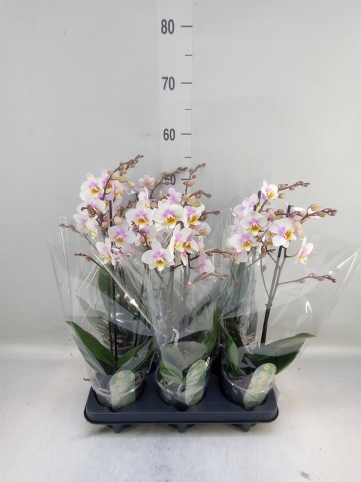 <h4>Phalaenopsis multi. 'Ant San Jose'</h4>