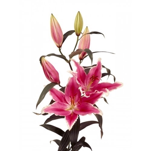 LIRIO ORIENTAL ROSA 050 CM HT MIN 1 FL