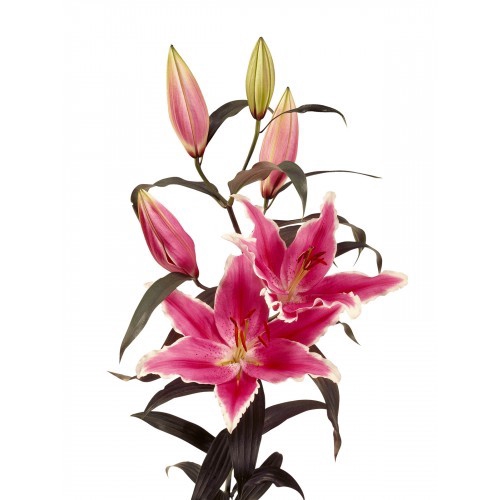 <h4>LIRIO ORIENTAL ROSA 070 CM HT 2/3 FLS</h4>