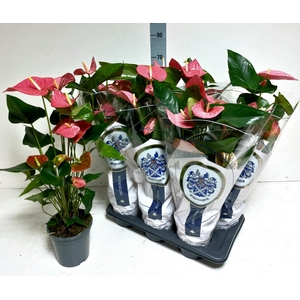 ANTHU AN MAINE 65 cm 6 Bloem