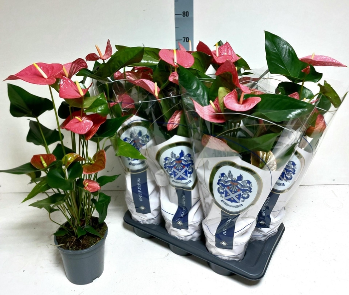 <h4>ANTHU AN MAINE 65 cm 6 Bloem</h4>