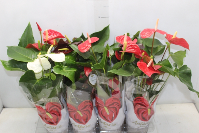 <h4>ANTHURIUM VARIADO P15</h4>