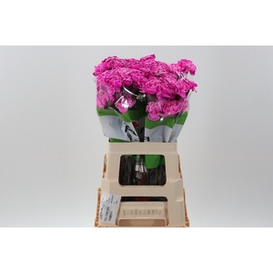Di St Tinted Cerise