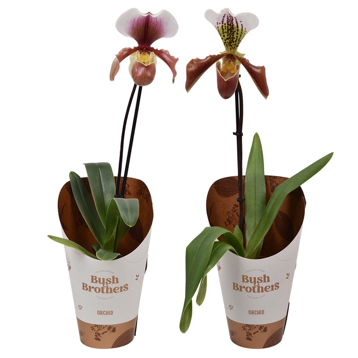 <h4>Paphiopedilum U.S.A. 12 cm</h4>