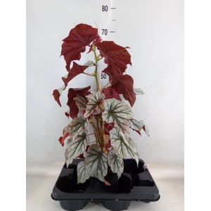 Begonia BD   ...