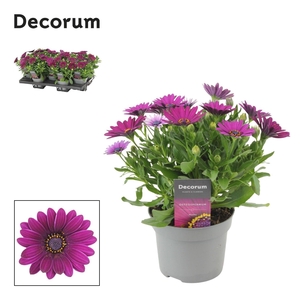 Osteospermum Deep Purple Decorum