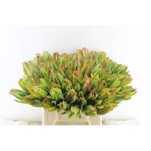 Leucad Laurel Yellow