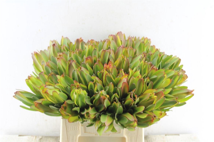 <h4>Leucad Laurel Yellow</h4>