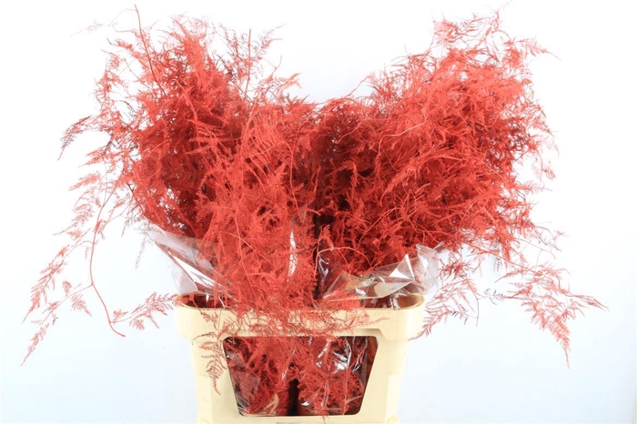 <h4>Asp Kbh Lang Rood</h4>