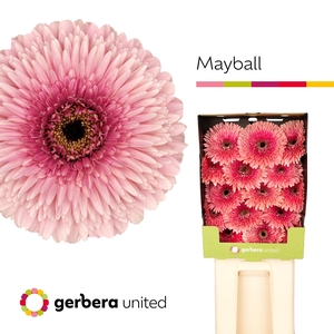 Gerbera Pomponi May Ball Diamond
