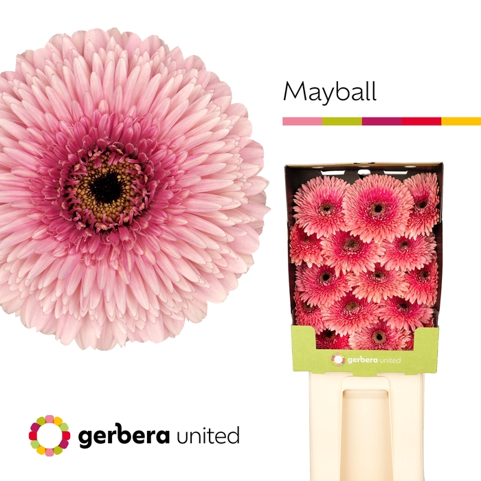 <h4>Gerbera Pomponi May Ball Diamond</h4>