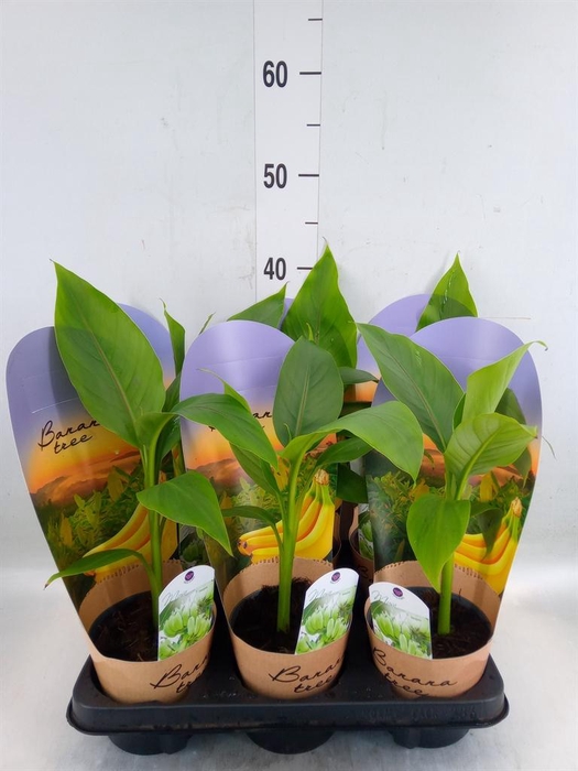 <h4>Musa basjoo</h4>