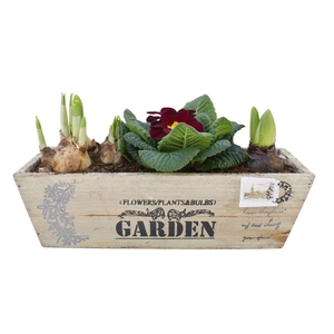 Primula kistje hys tet 343