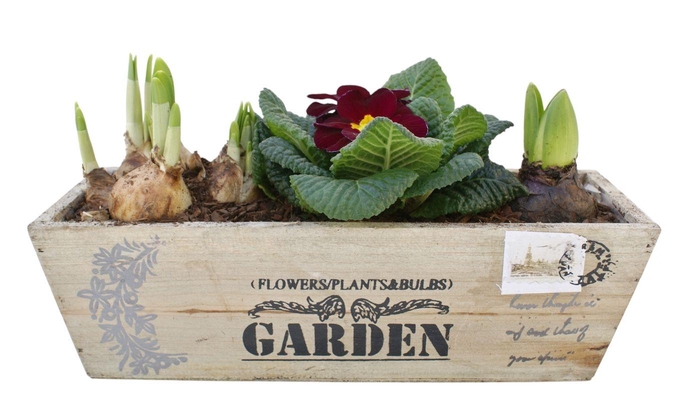 <h4>Primula kistje hys tet 343</h4>