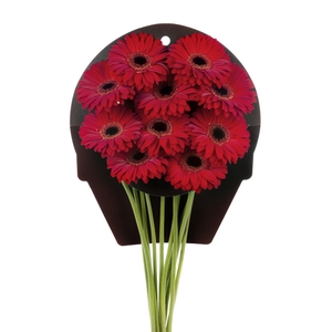 Gerbera Blinddate Water x40