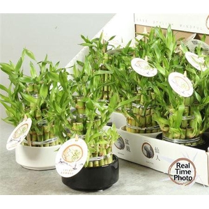 Dra Lucky Bamboo 3 Rings