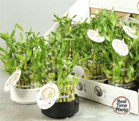 <h4>Dra Lucky Bamboo 3 Rings</h4>