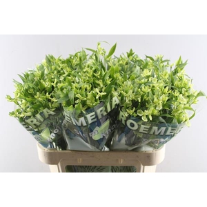 Alstr Fl Jade (groen)