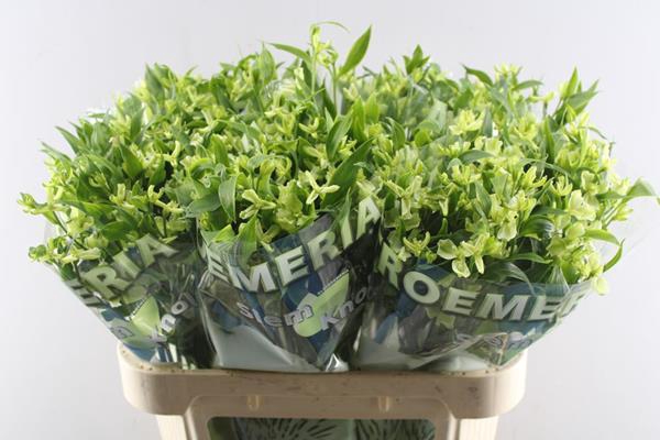 <h4>Alstr Fl Jade (groen)</h4>