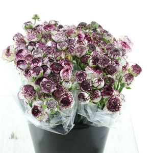 Ran El Sr Cappuccino Extra