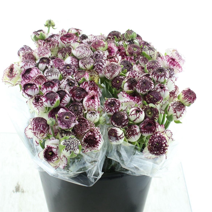 <h4>Ran El Sr Cappuccino Extra</h4>