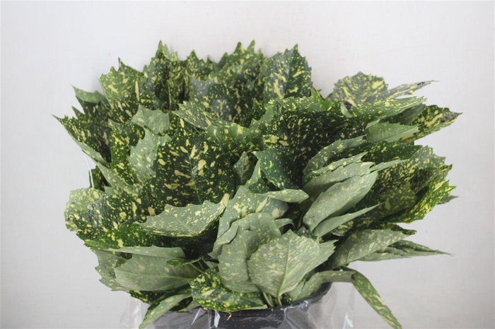 <h4>Aucuba 400gr Pbs</h4>