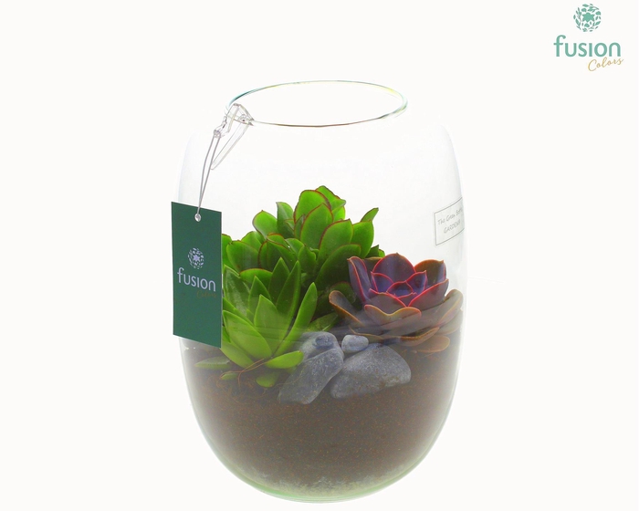 <h4>Green Bottle Isabella Large met Succulenten</h4>