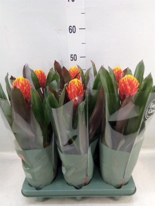 <h4>Guzmania 'Tala'</h4>