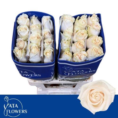 <h4>R GR VENDELA</h4>