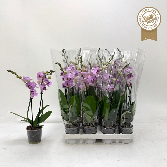 <h4>PHAL OV ROZE</h4>