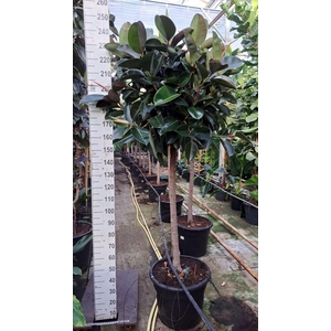 Ficus elastica 'Robusta'