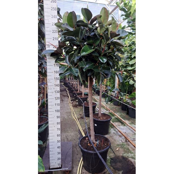 <h4>Ficus elastica 'Robusta'</h4>