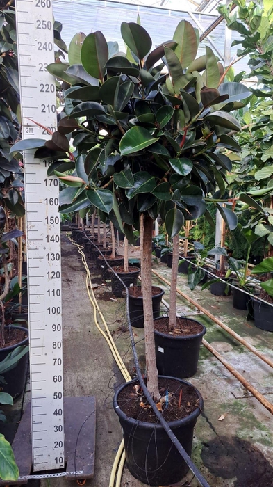 Ficus elastica 'Robusta'
